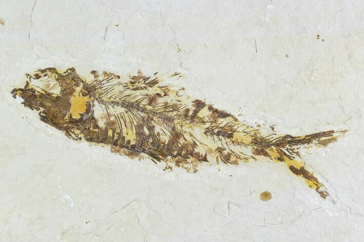 Fossil Fish (Knightia) - Wyoming #108306